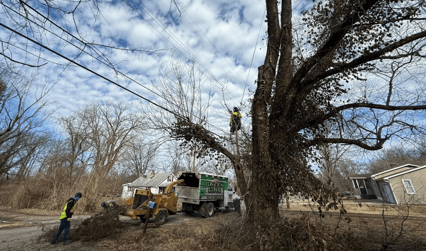Tree Removal