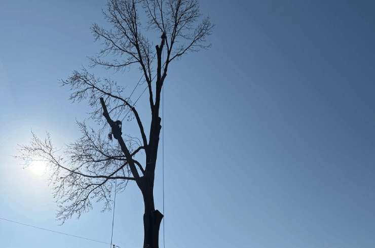 Green Line Tree Services
